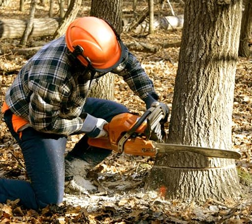 Tree Removal in Husser, LA